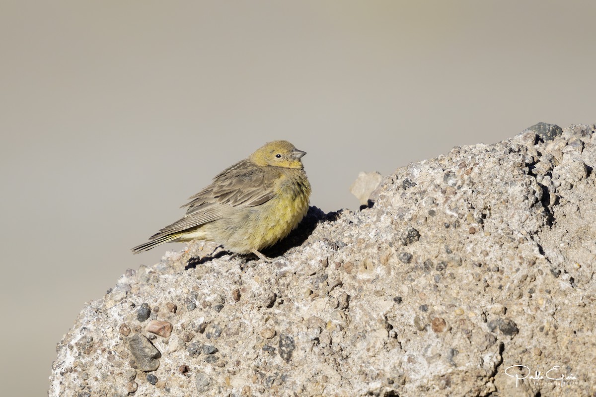 Greater Yellow-Finch - ML647794206