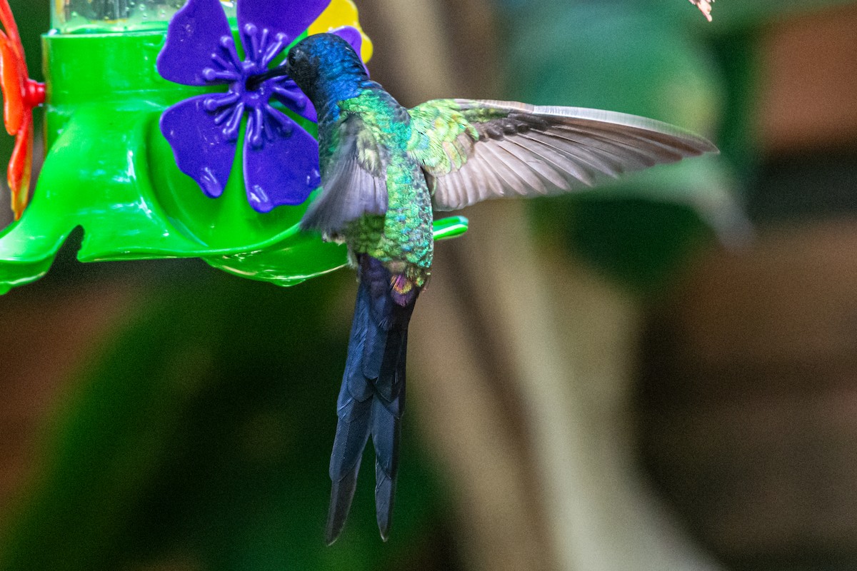 Swallow-tailed Hummingbird - ML647794207