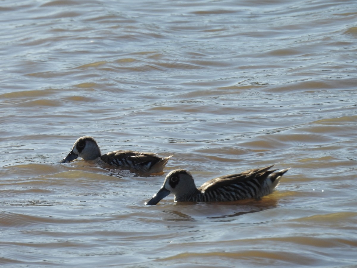 Ahate belarriarrosa - ML647794208