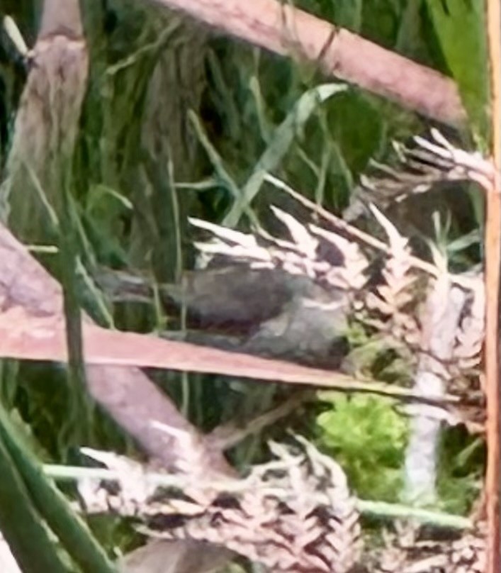 Red-eared Firetail - ML647794211