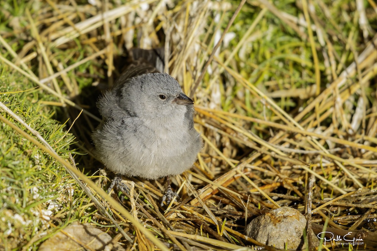 Plumbeous Sierra Finch - ML647794213
