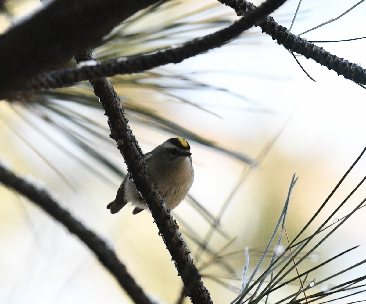 Erregetxo amerikarra - ML647794214