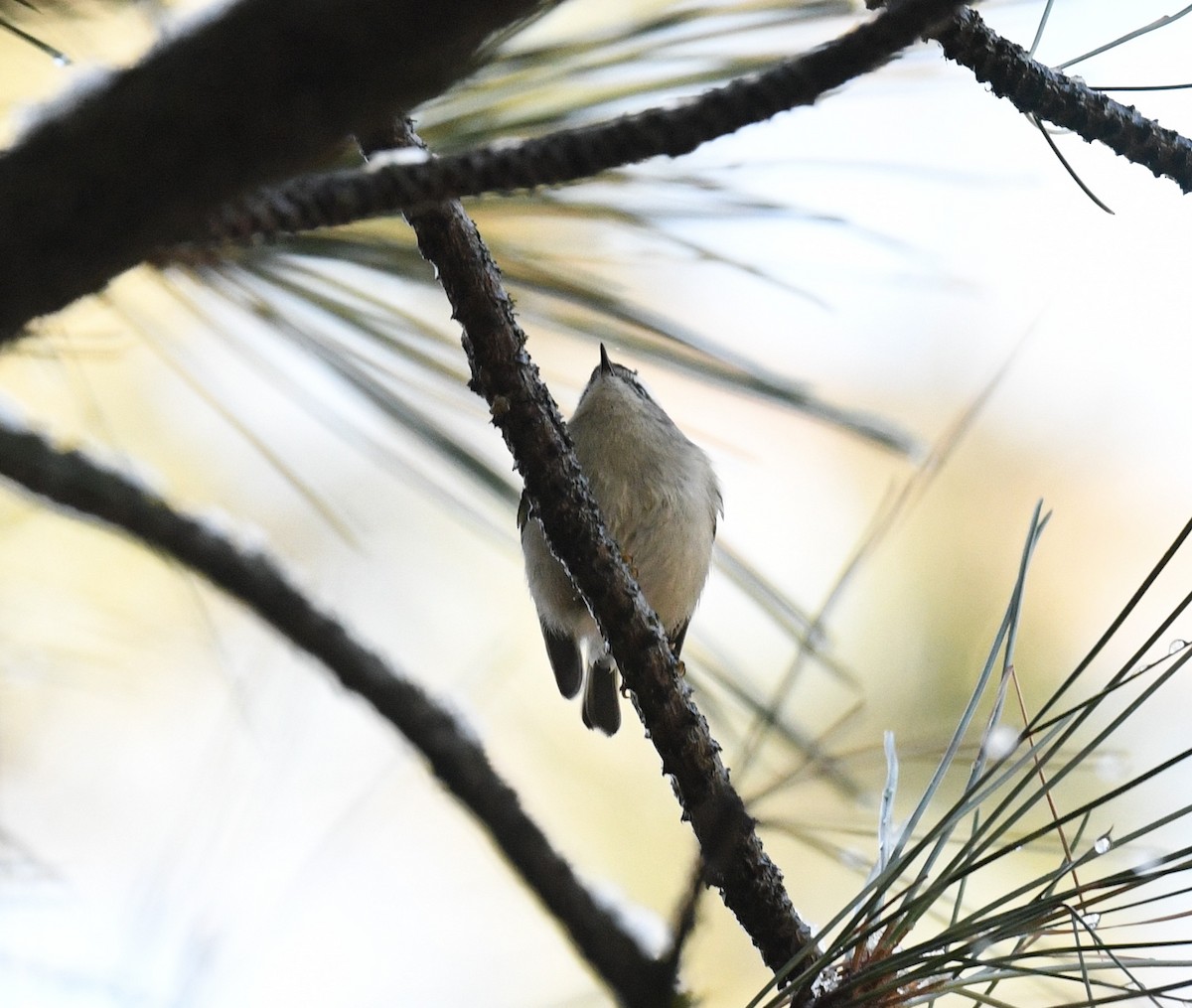 Erregetxo amerikarra - ML647794215