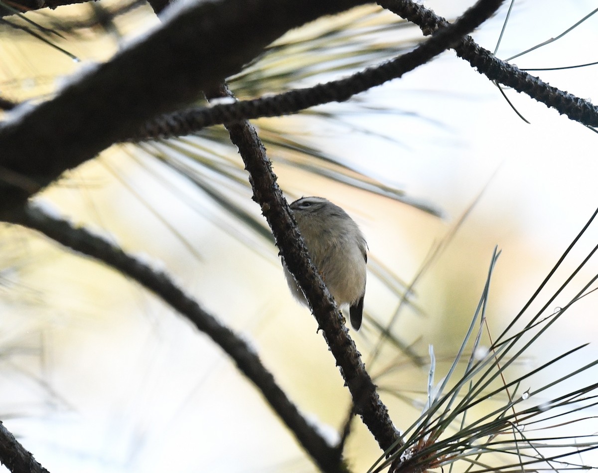 Erregetxo amerikarra - ML647794216