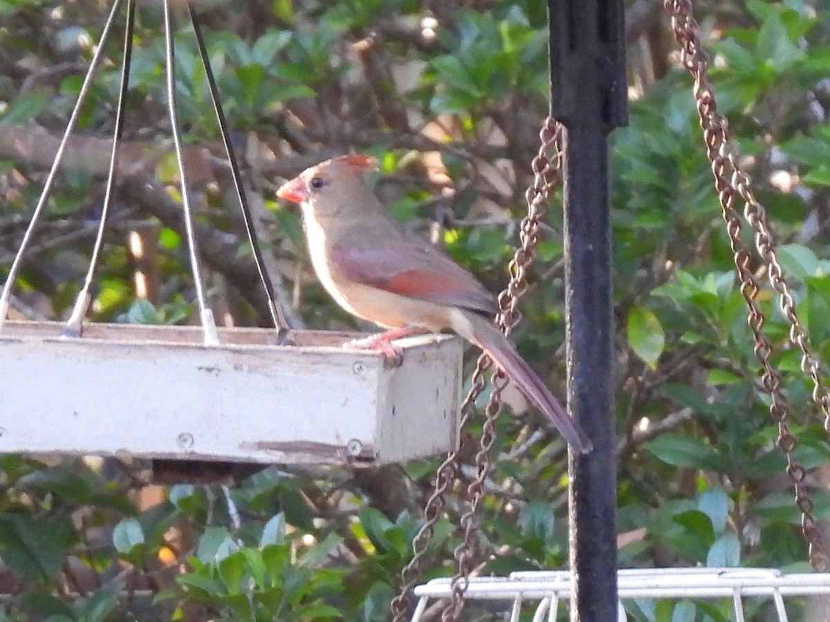 Kardinal arrunta - ML647794217