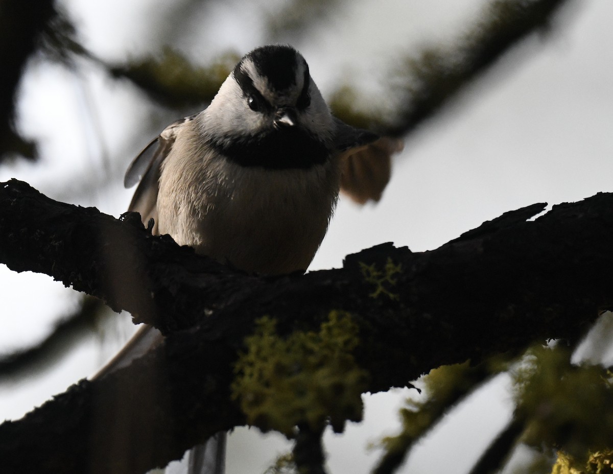 Mountain Chickadee - ML647794218
