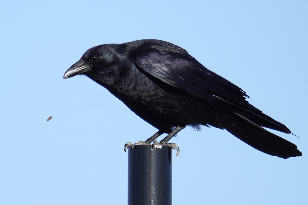 Fish Crow - ML647794220