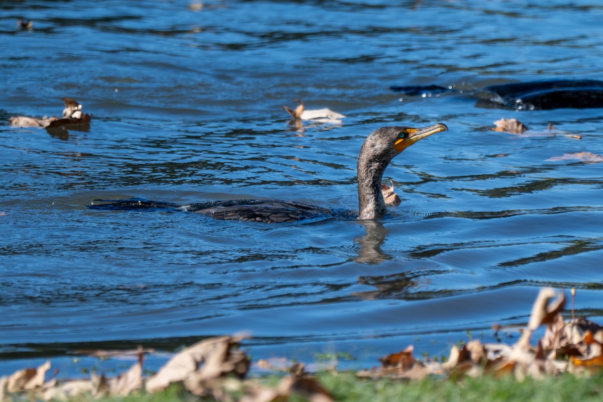 Ubarroi belarriduna - ML647794221