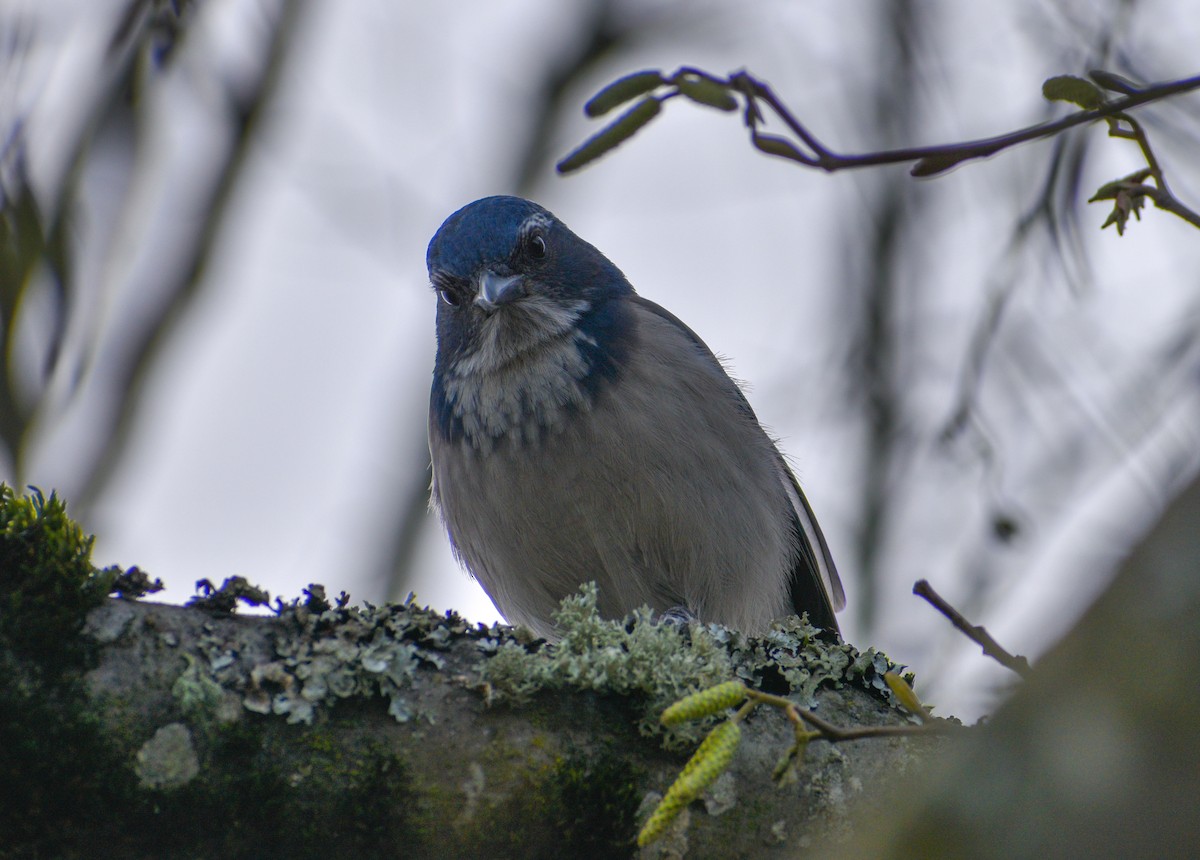 California Scrub-Jay - ML647794222