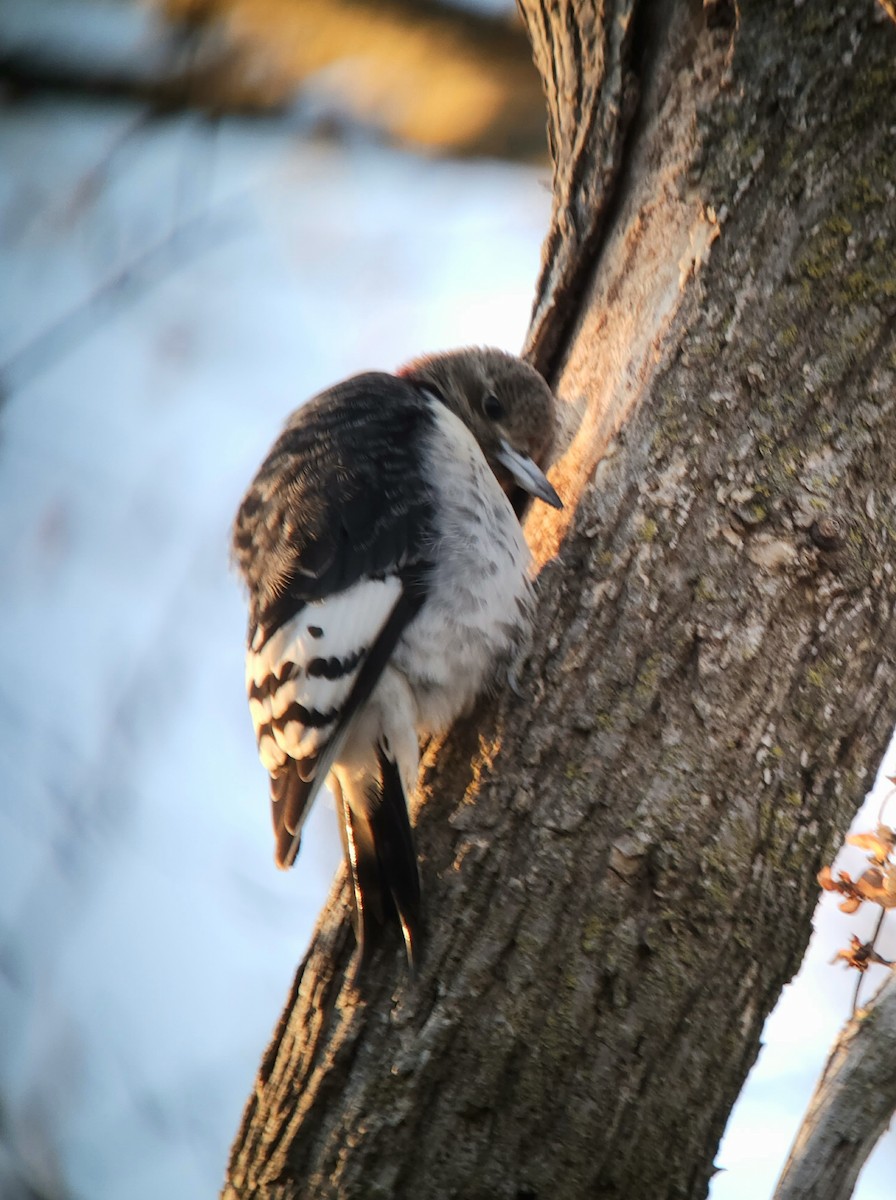 Red-headed Woodpecker - ML647794223