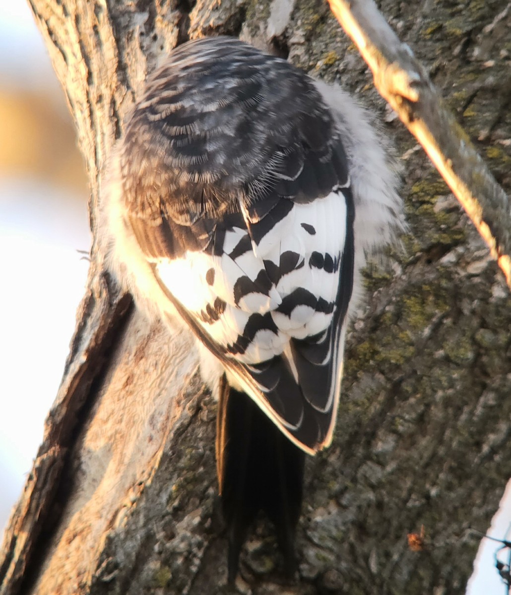 Red-headed Woodpecker - ML647794224