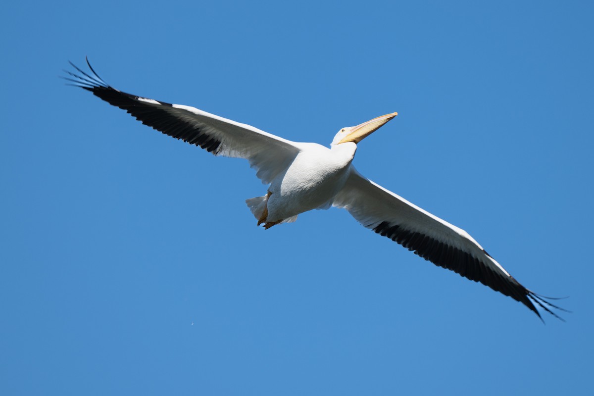 Pelikano zuri amerikarra - ML647794229