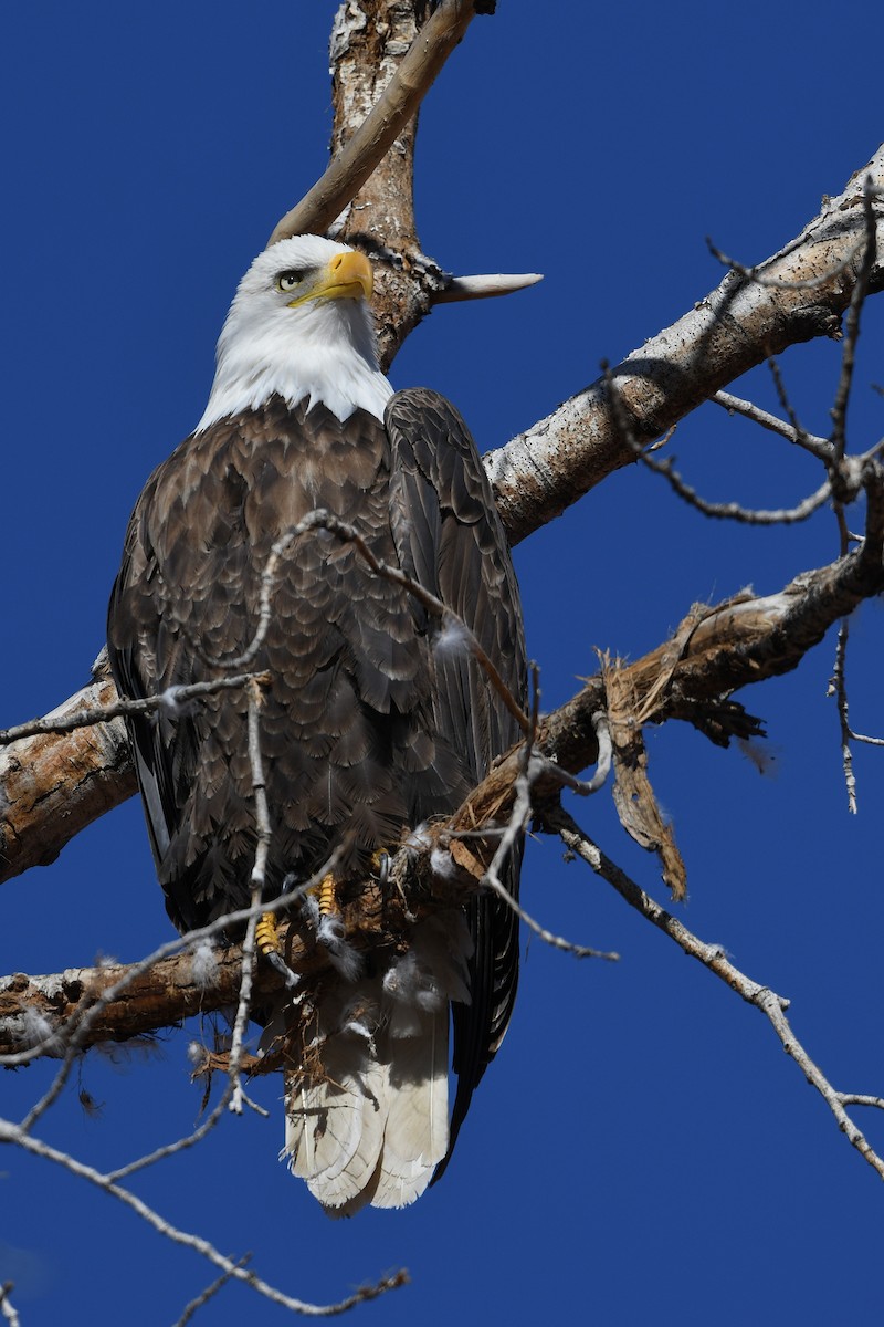 Itsas arrano buruzuria - ML647794230