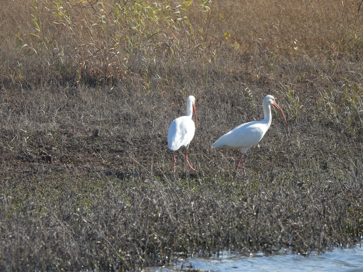 Ібіс білий - ML647794231