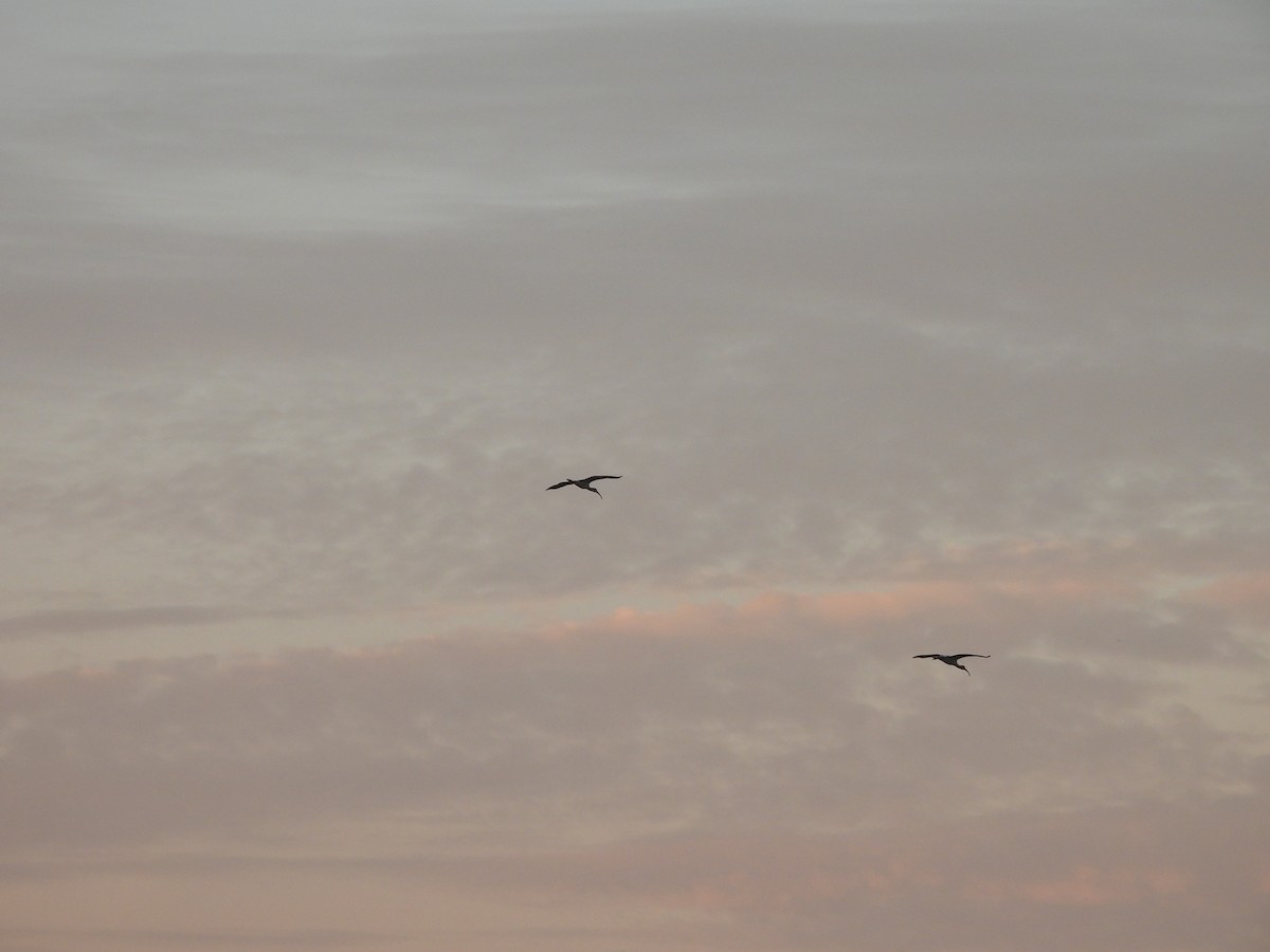 Ібіс білий - ML647794232