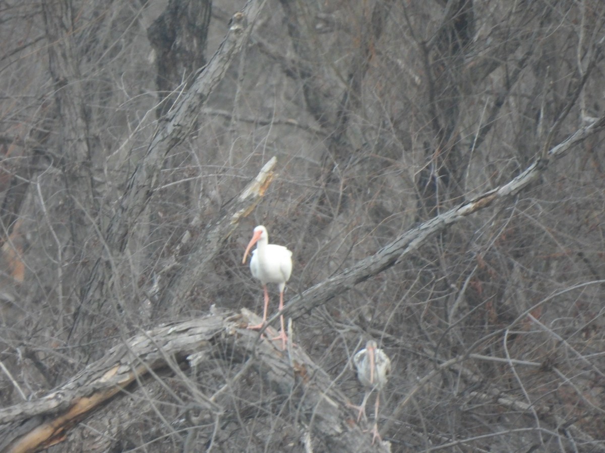 Ібіс білий - ML647794233