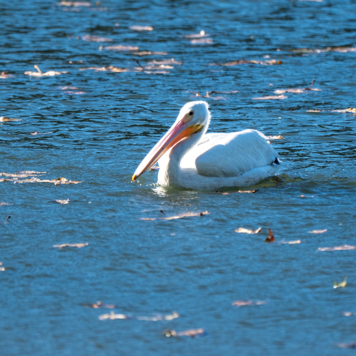 Pelikano zuri amerikarra - ML647794234