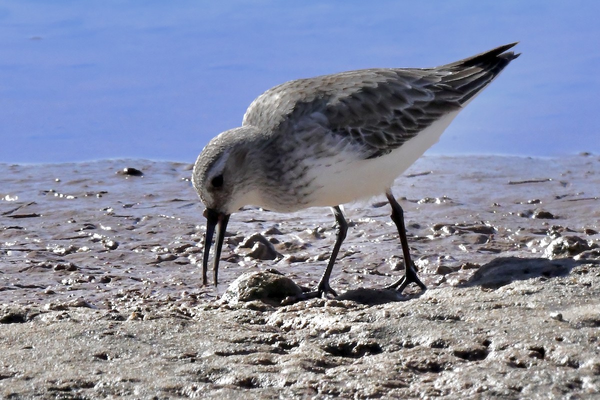 Txirri arrunta - ML647794235