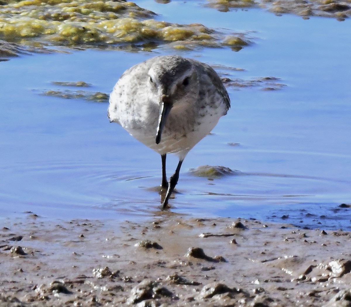 Txirri arrunta - ML647794236