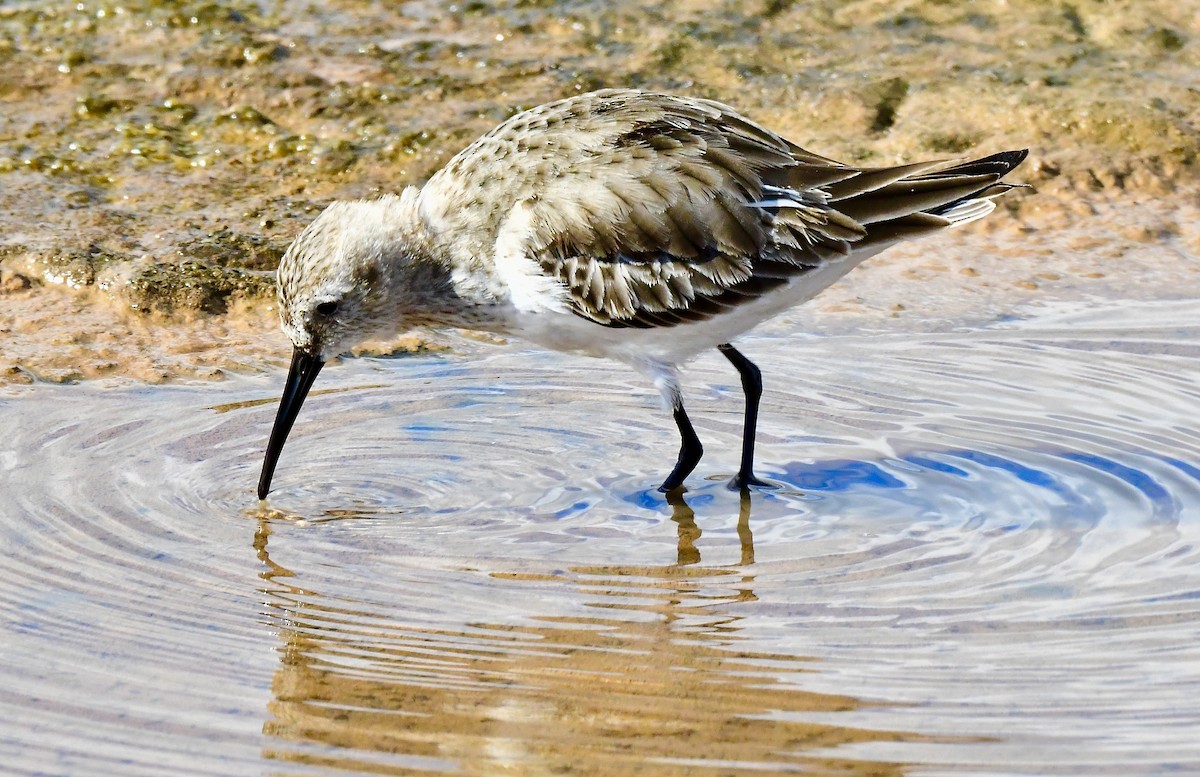 Txirri arrunta - ML647794237