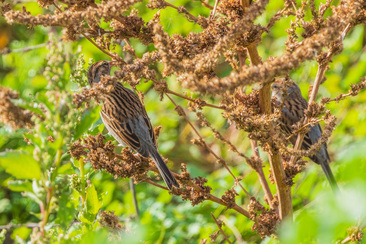 Chipping Sparrow - ML647794238