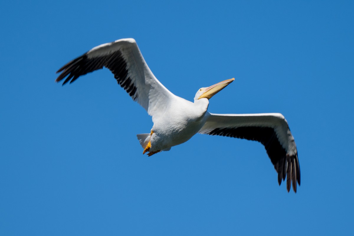 Pelikano zuri amerikarra - ML647794239