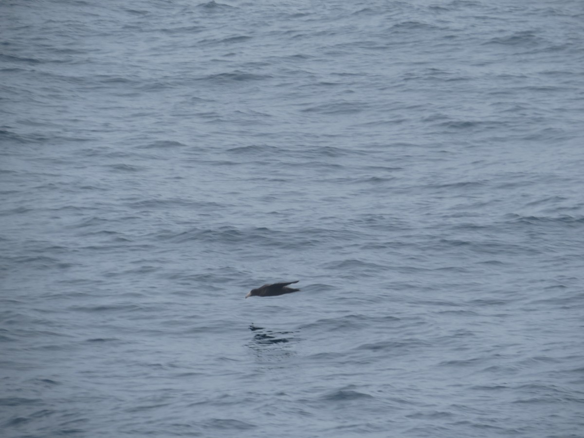 Beyaz Gıdılı Yelkovan - ML647794250