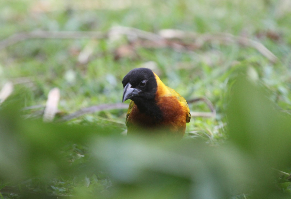 Black-headed Weaver - ML647794252