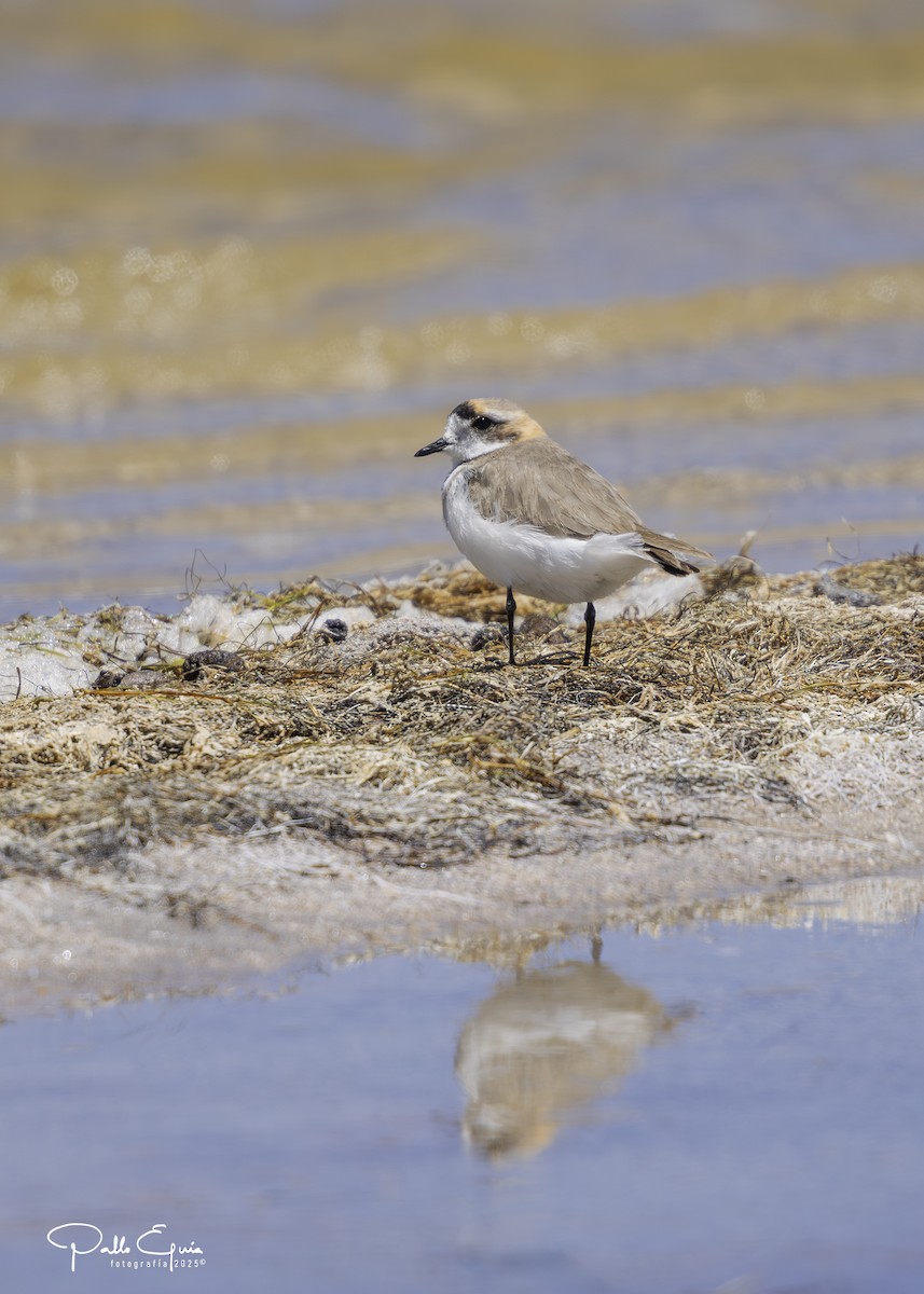 Пісочник степовий - ML647794255