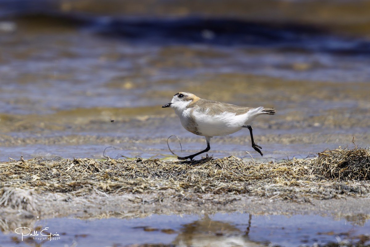 Пісочник степовий - ML647794256