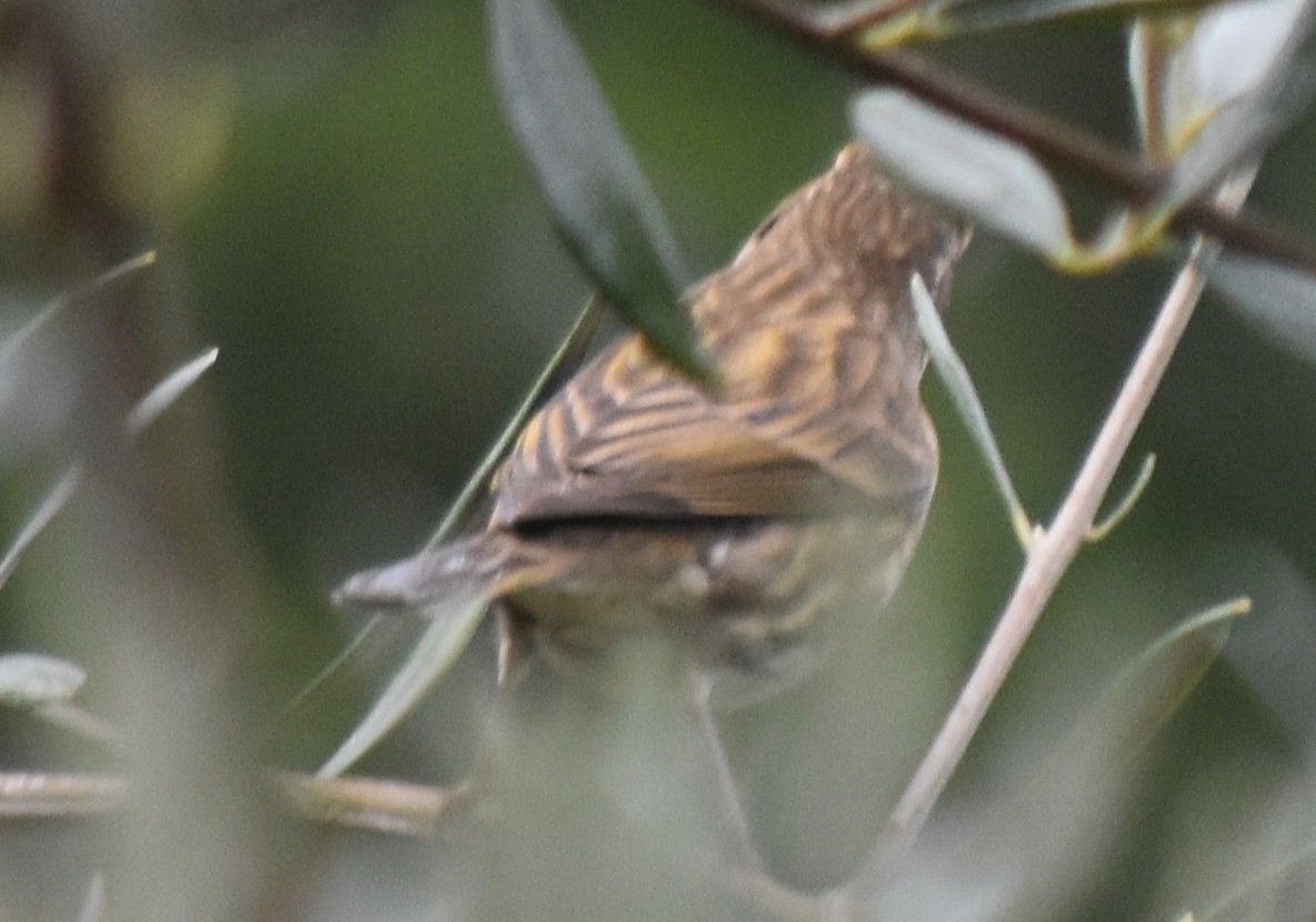 Чечевиця кармінова - ML647794281