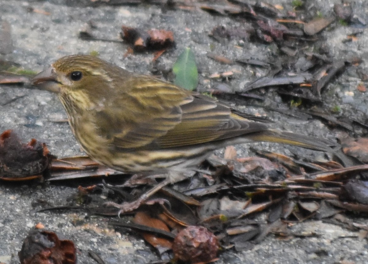 Чечевиця кармінова - ML647794282