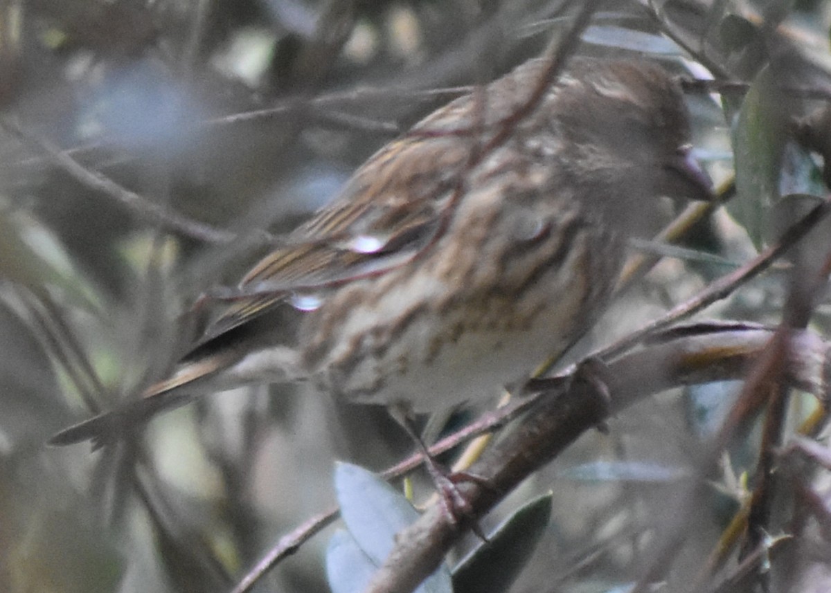 Чечевиця кармінова - ML647794283