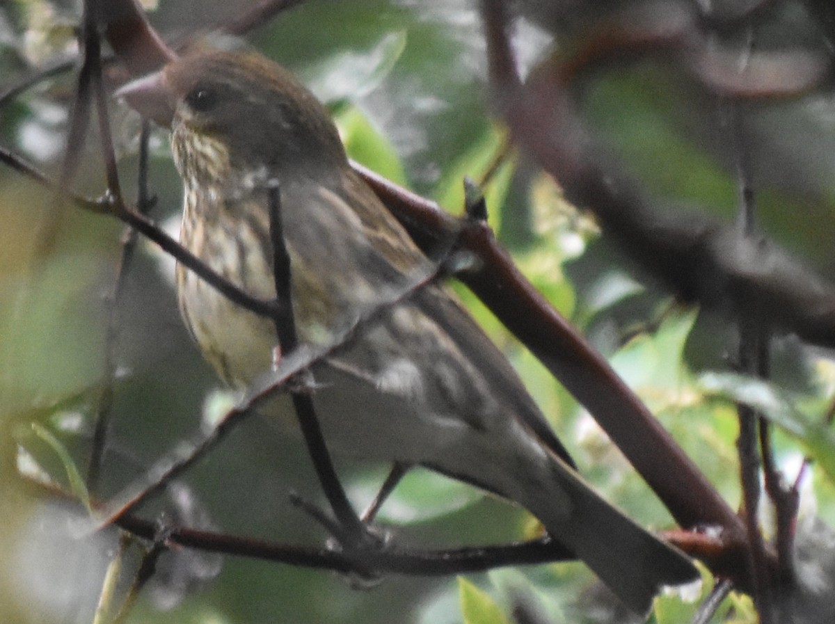 Чечевиця кармінова - ML647794284