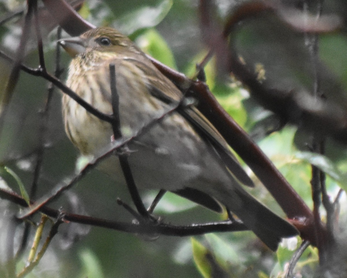 Чечевиця кармінова - ML647794285