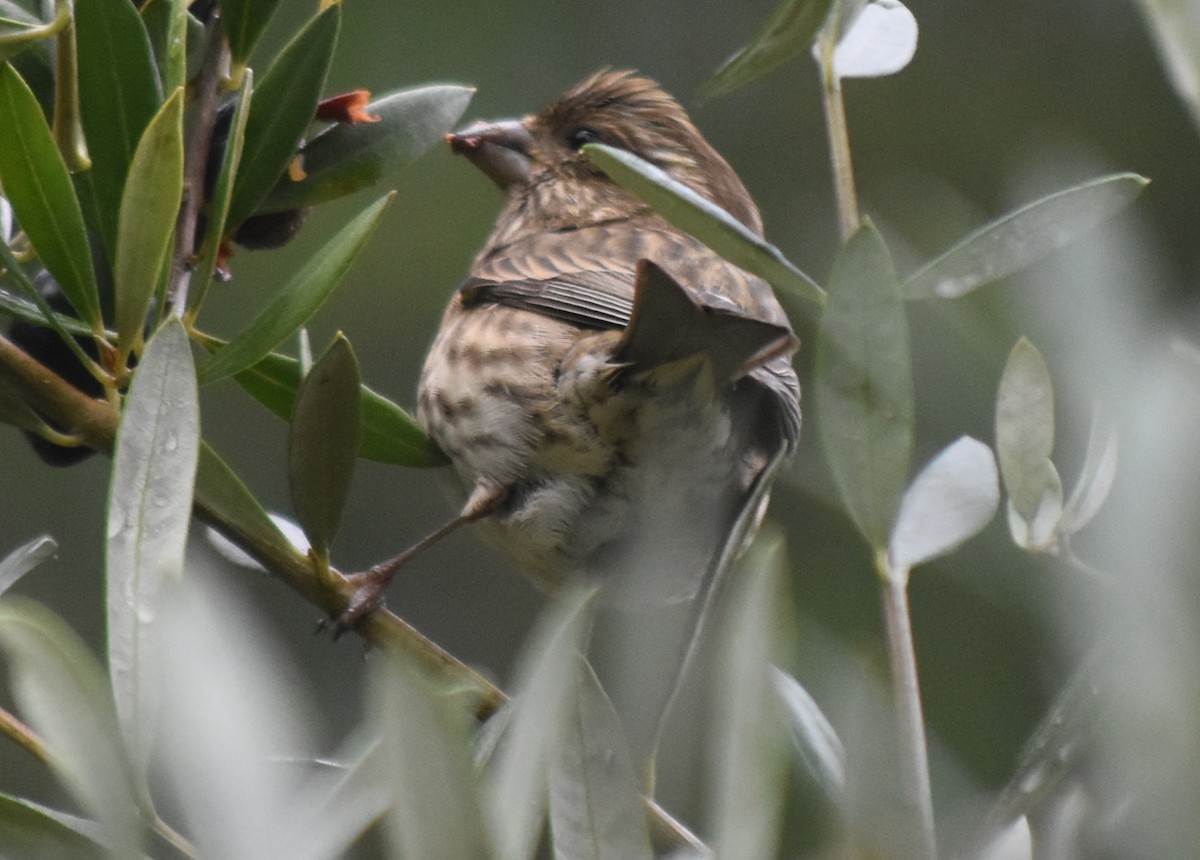 Чечевиця кармінова - ML647794286