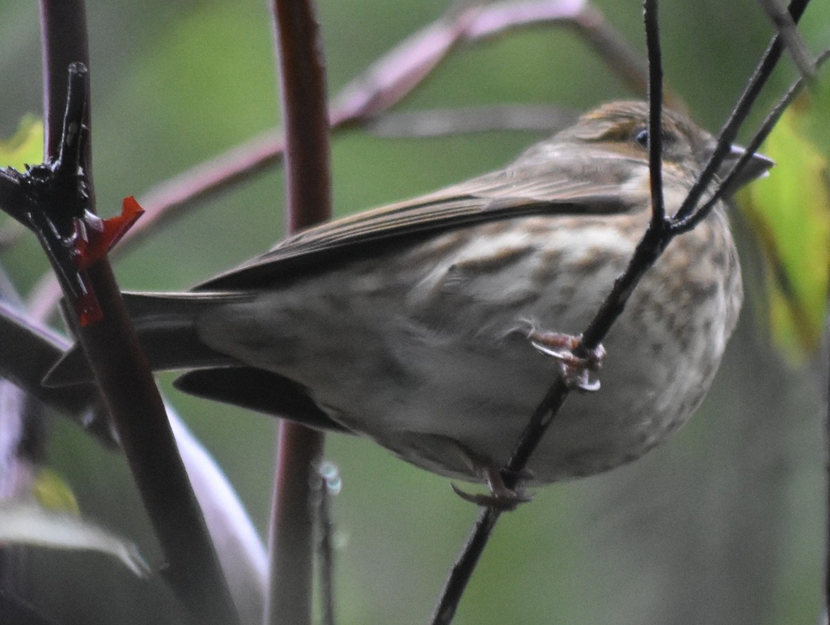Чечевиця кармінова - ML647794287