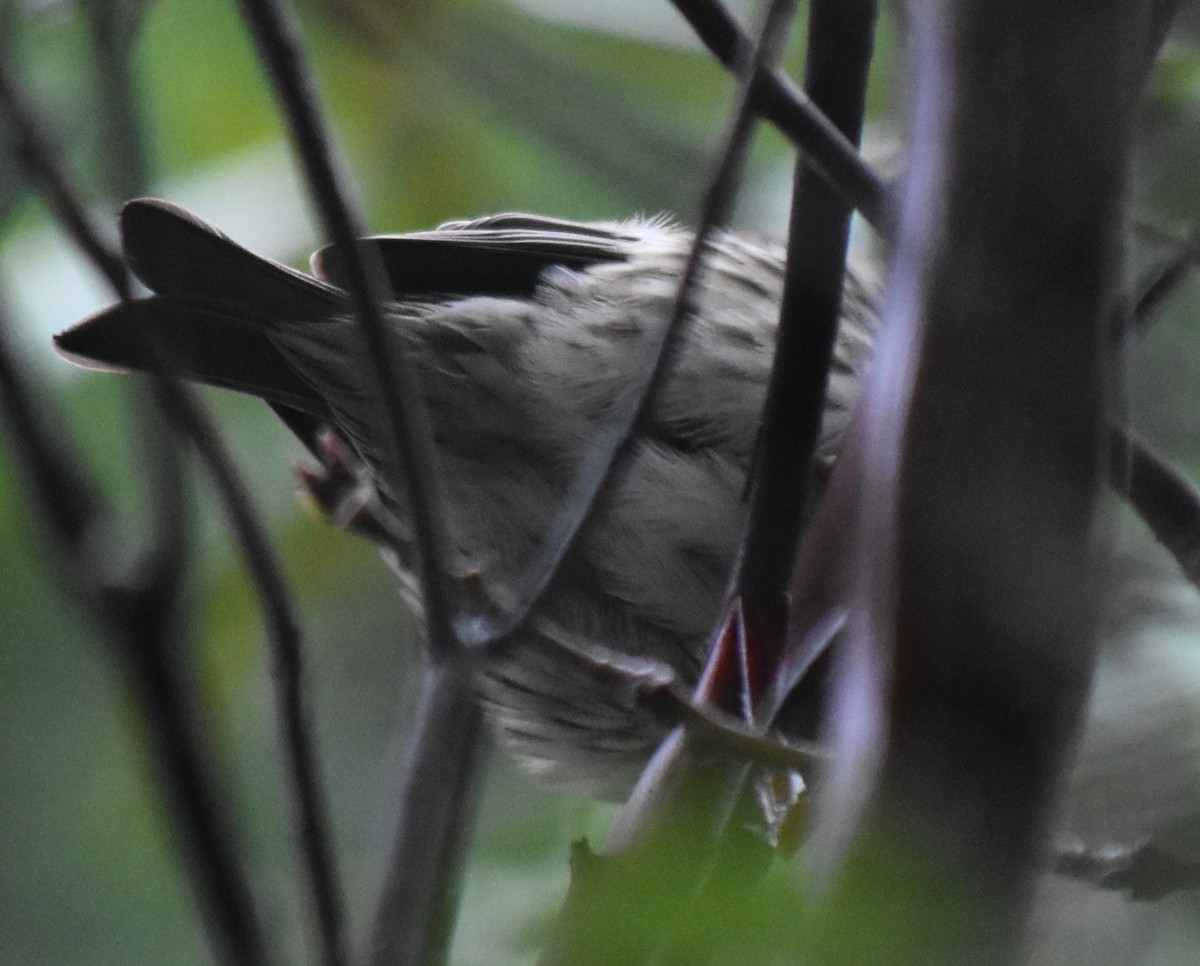 Чечевиця кармінова - ML647794288