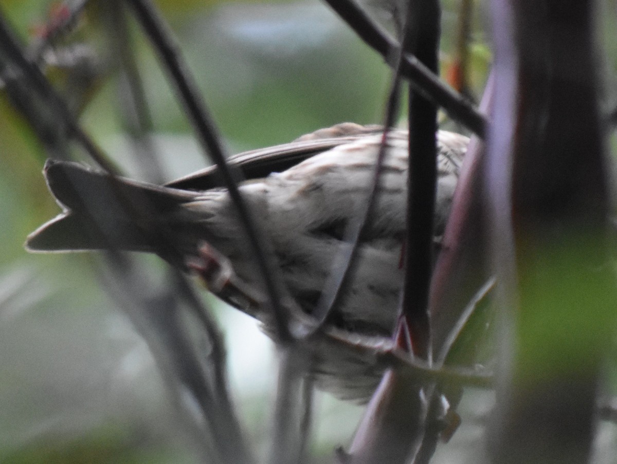 Чечевиця кармінова - ML647794289