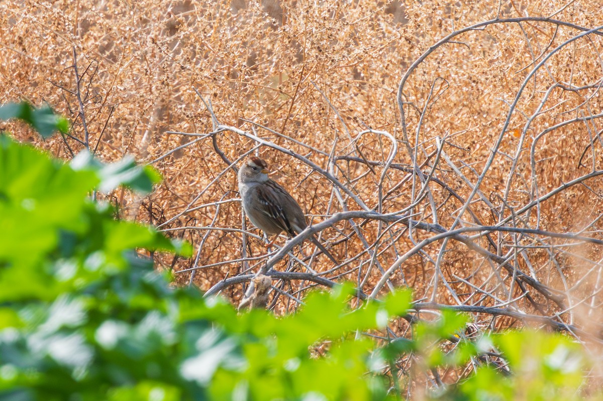 Porsuk Serçesi - ML647794302