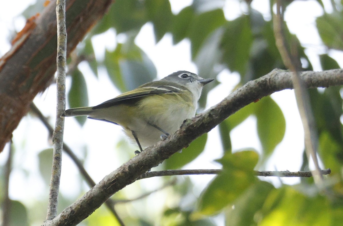 zelenáček brýlový - ML647794311