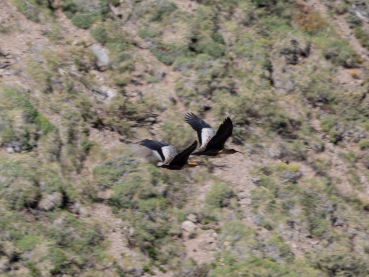 Black-faced Ibis - ML647794331