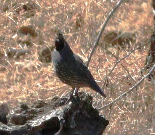 California Quail - ML647794336