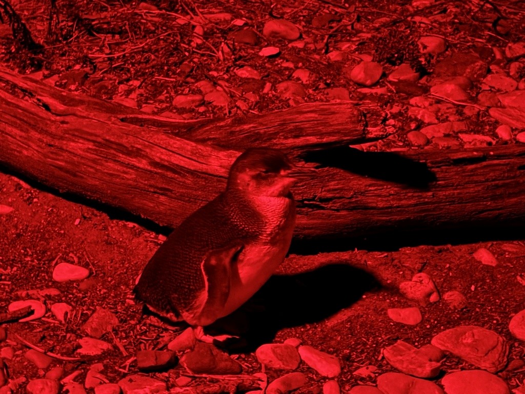 Little Penguin - ML647794347