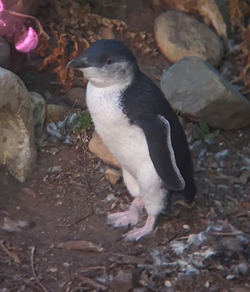 Little Penguin - ML647794348