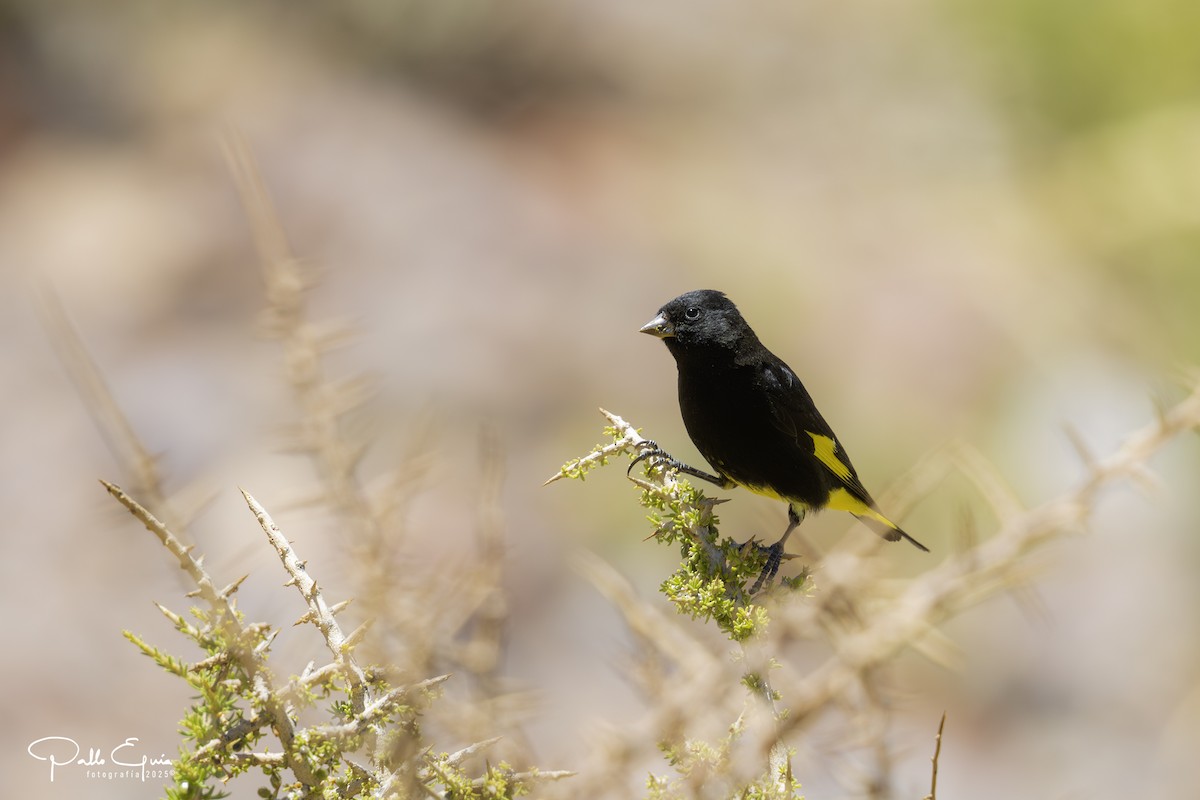 Schwarzzeisig - ML647794349