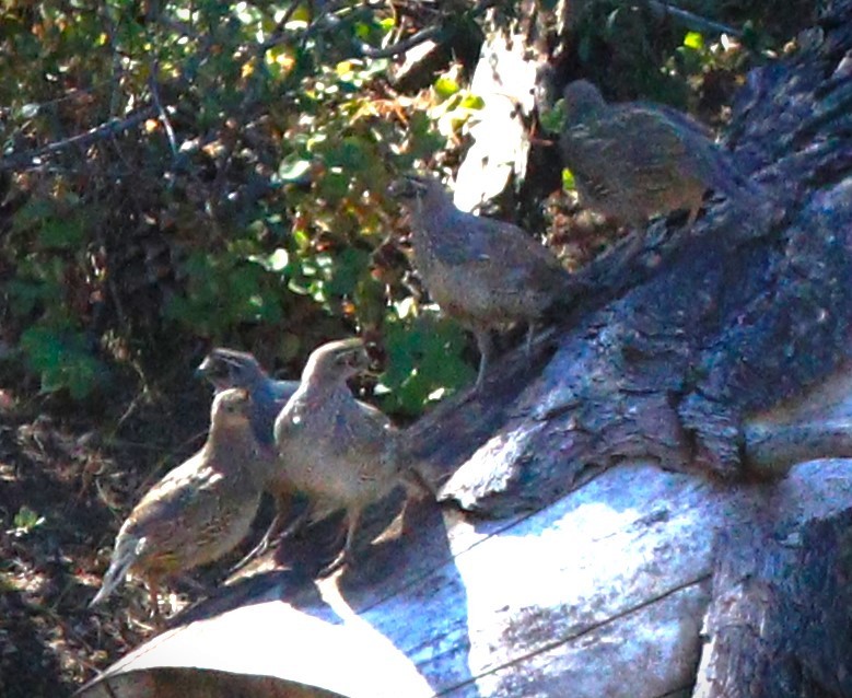 California Quail - ML647794350