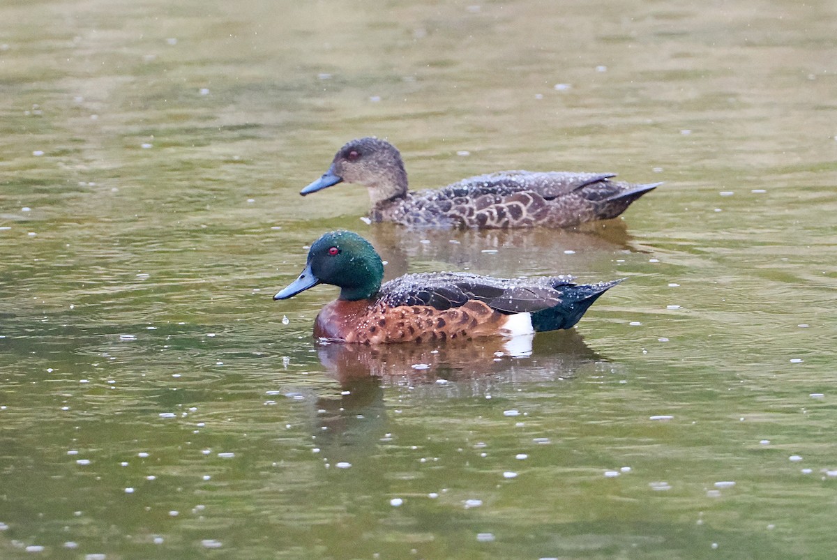 Chestnut Teal - ML647794371