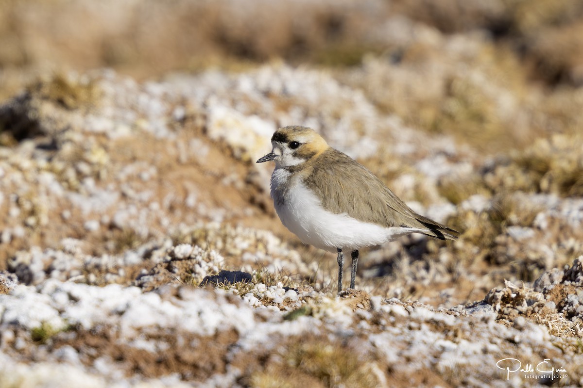 Пісочник степовий - ML647794390
