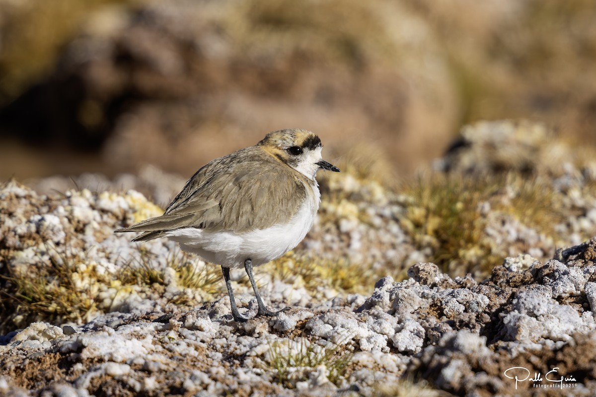 Пісочник степовий - ML647794391